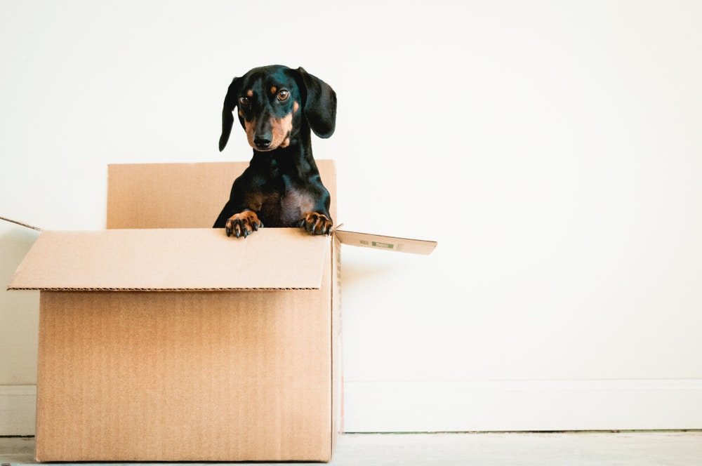 dog in moving box